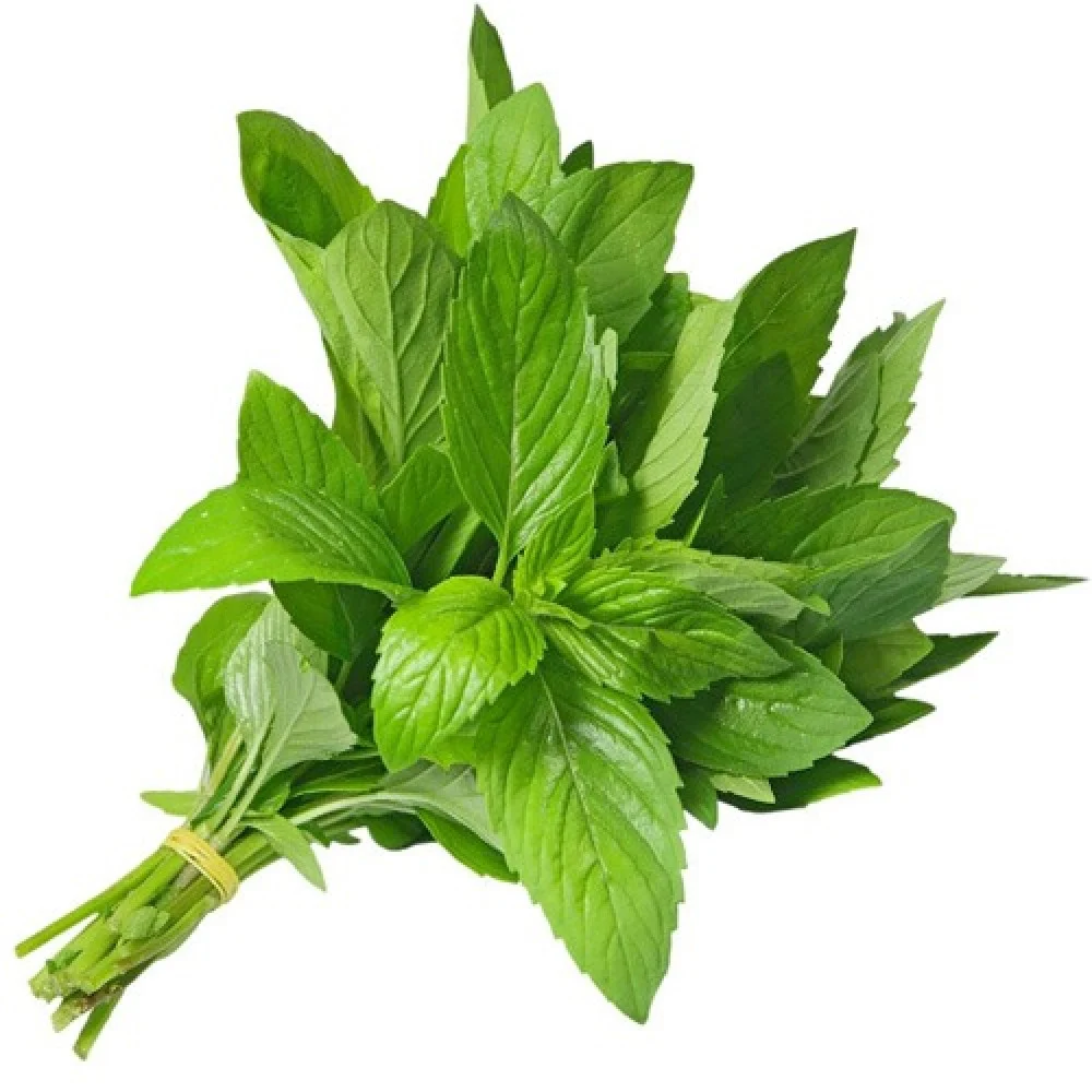 نعناع اخضر طازج ربطة